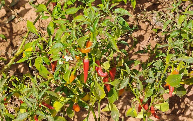 Hortiplus Smallholder Farmers Burkina Faso2
