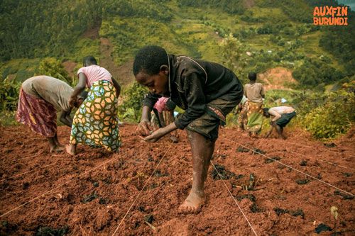 Bean Sowing Demonstration1