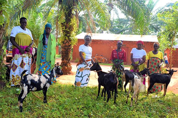 Goats Breeding By Nyabutare Gr1 Nyanza Lac